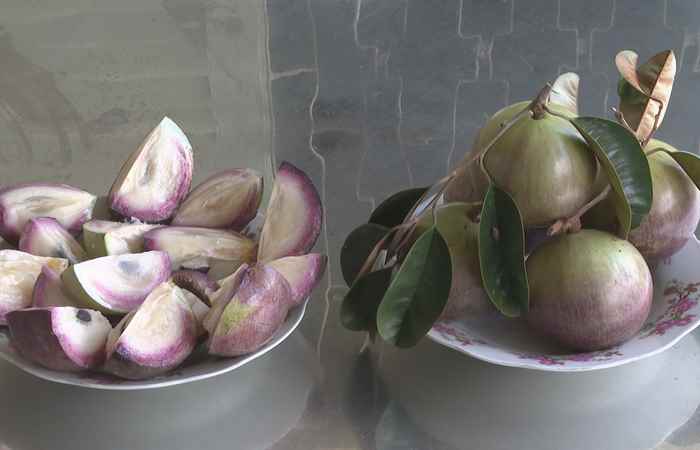 Kỹ thuật nhân giống cây Vú sữa tím Tứ Quý từ giống cây đầu dòng (08-10-2024)